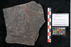 Foto (Objekt + Etikett) von Senftenbergia crenata Lindl. et H. (NHMW-GEO-2024-0188-10941)